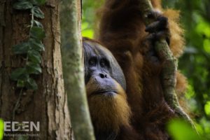 Die Tierwelt erholt sich durch die Aufforstungsinitiative von Schrott24