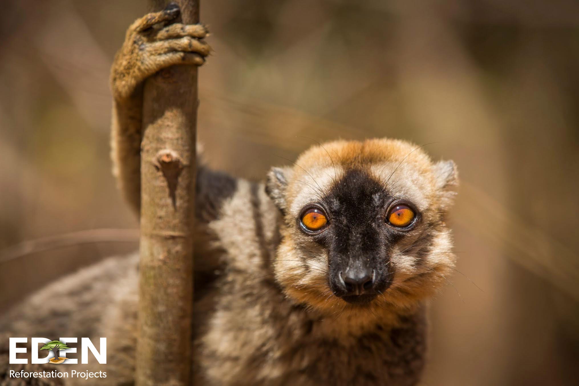 Tierarten kommen in die aufgeforsteten Wälder zurück